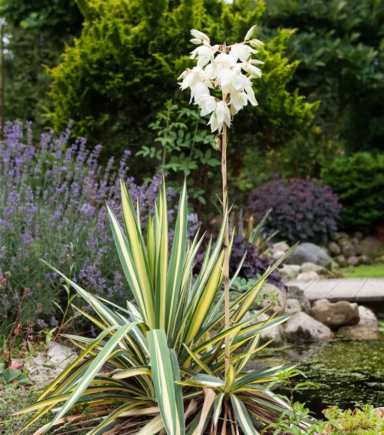 Yucca filamentosa 'Color Guard', Gelbbunte Palmlilie 'Color Guard' |  RICOTER Erdaufbereitung AG