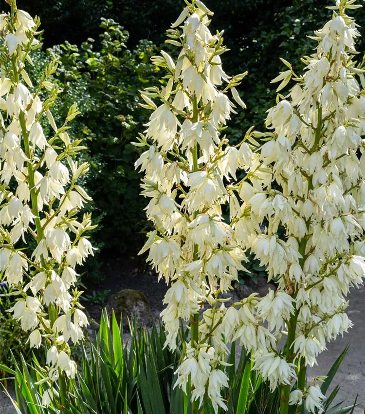 Yucca filamentosa, Fdige Palmlilie | RICOTER Erdaufbereitung AG