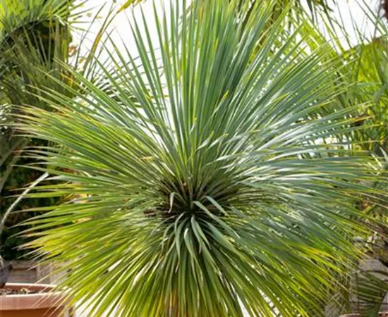 Yucca rostrata