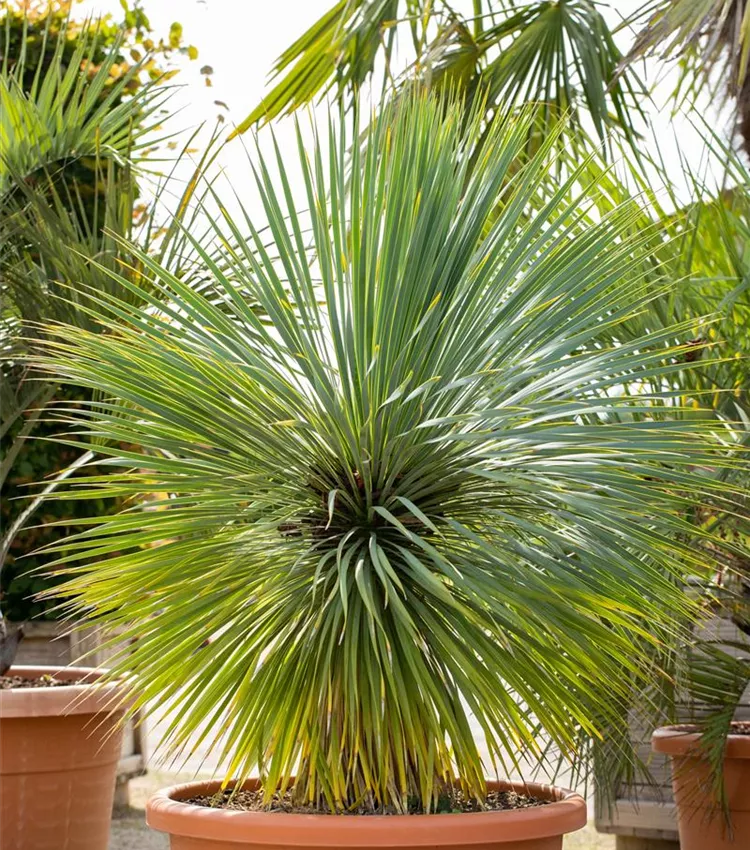 Yucca