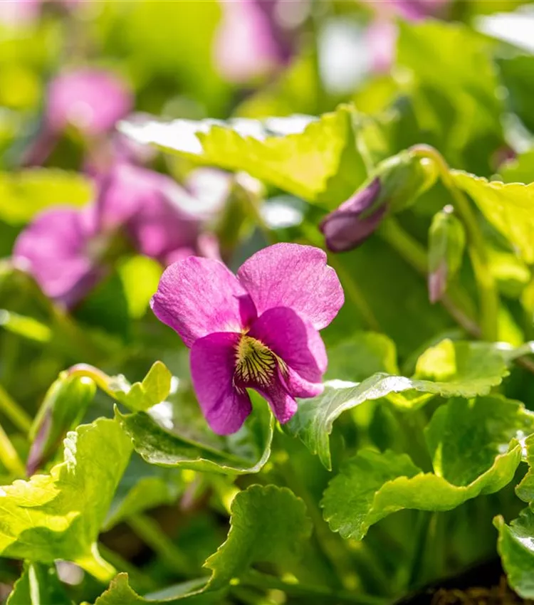 Garten-Pfingst-Veilchen 'Rubra'