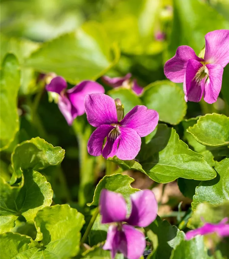 Garten-Pfingst-Veilchen 'Rubra'