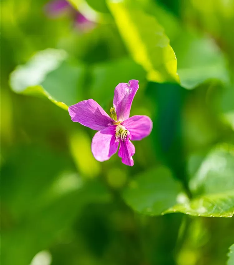 Garten-Pfingst-Veilchen 'Rubra'
