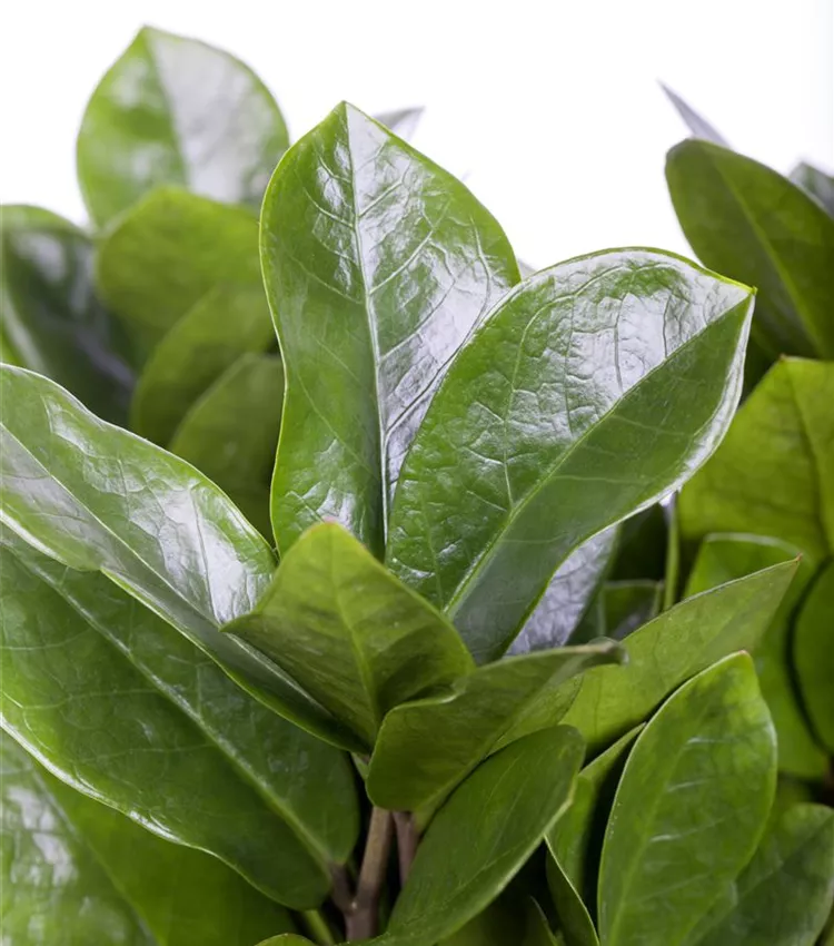 Zamioculcas zamiifolia, Zamioculcas | RICOTER Erdaufbereitung AG