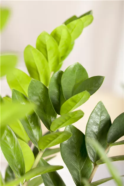 Zamioculcas zamiifolia, Glcksfeder | RICOTER Erdaufbereitung AG