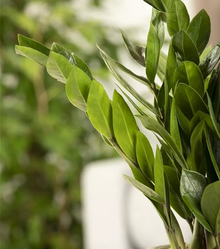 水 Zamioculcas zamifolia A B E G Zamioculcas zamiifolia 'Midori'