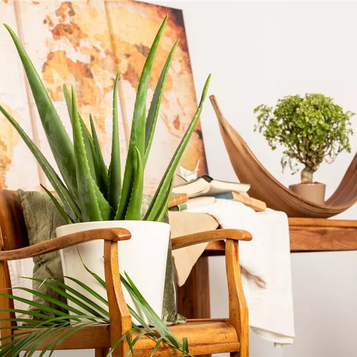 Cactus et autres plantes succulentes