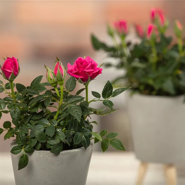 Petits rosiers arbustifs