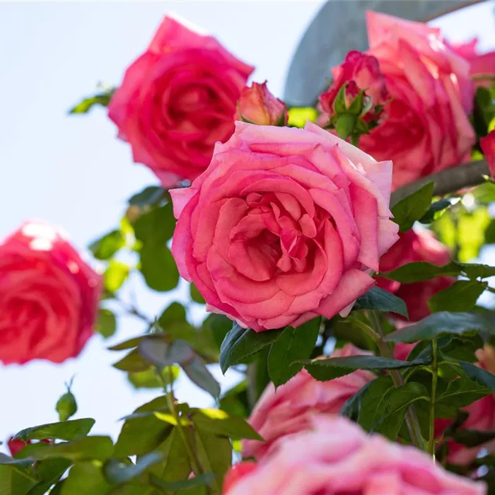 Kletter- und Ramblerrosen