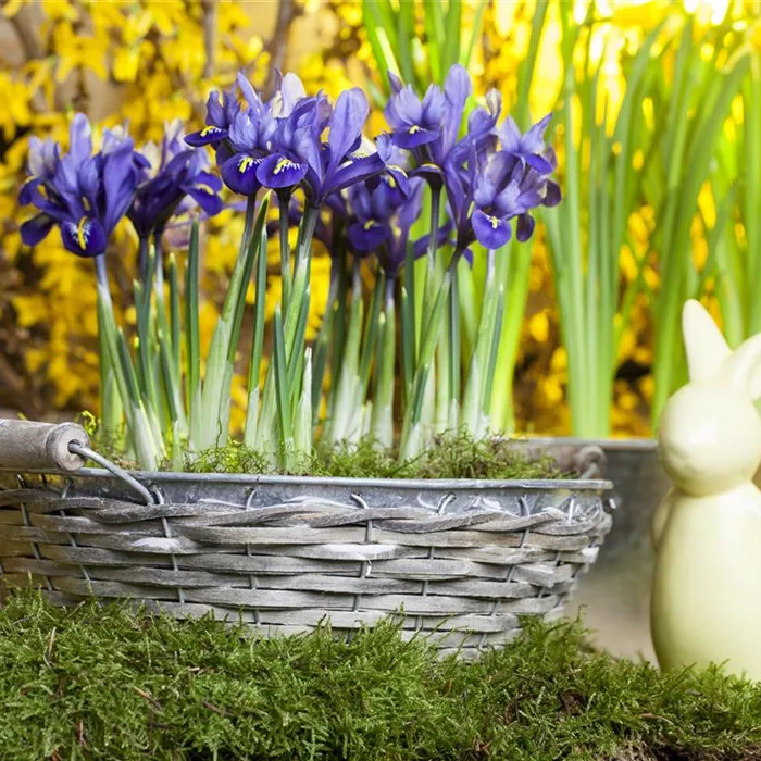 Plantes à bulbes et tubéreuses