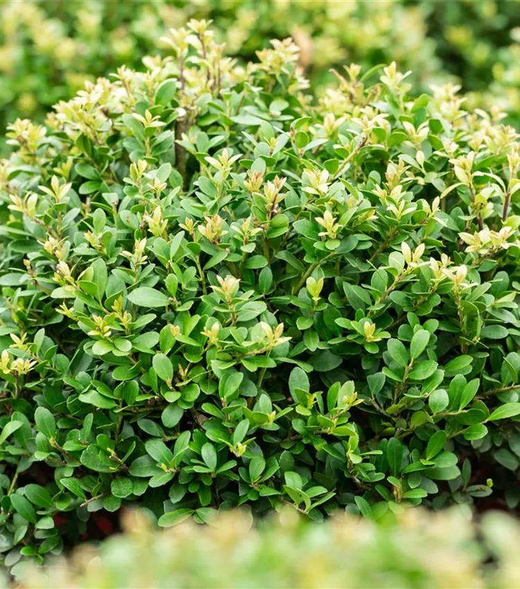 Houx 'Dark Green'