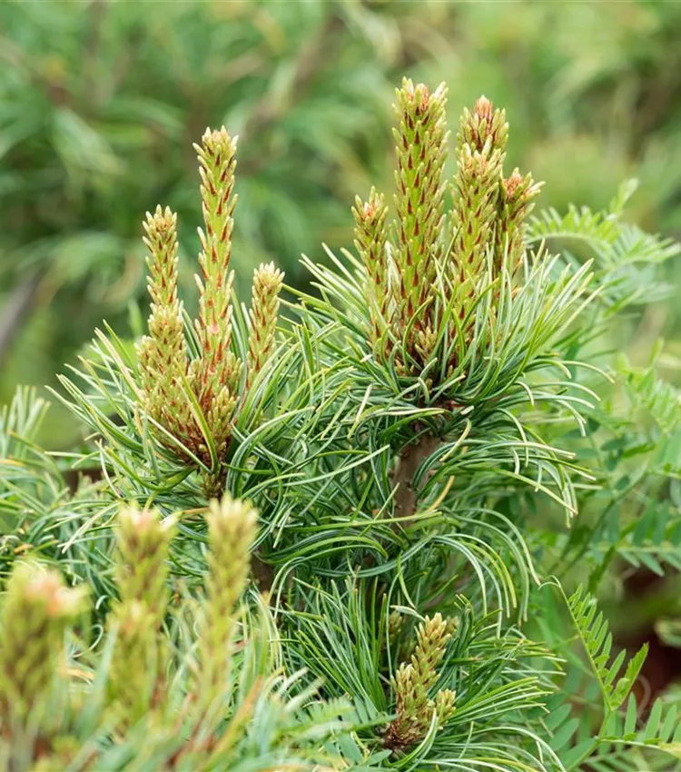 Pinus parviflora 'Schoons Bonsai', Mdchenkiefer 'Schoons Bonsai' |  RICOTER Erdaufbereitung AG