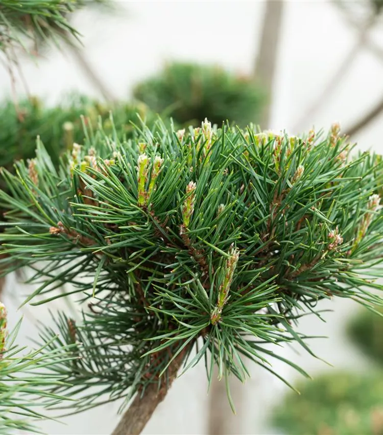 Pin sylvestre 'Norske Typ'