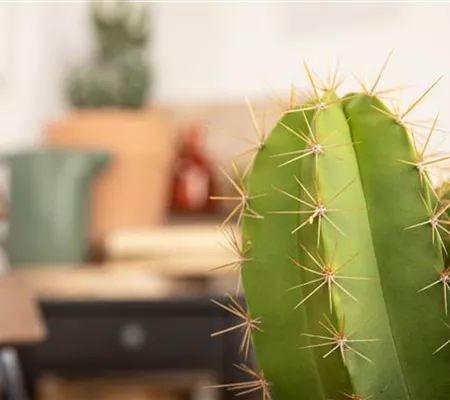 Prendre soin des cactus : un guide pour les boules d'épines et les piliers piquants