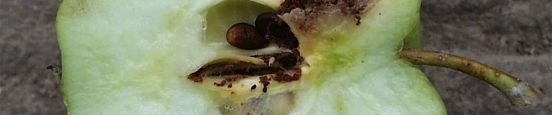 apfelwicklerschadbild1-800x600.jpg