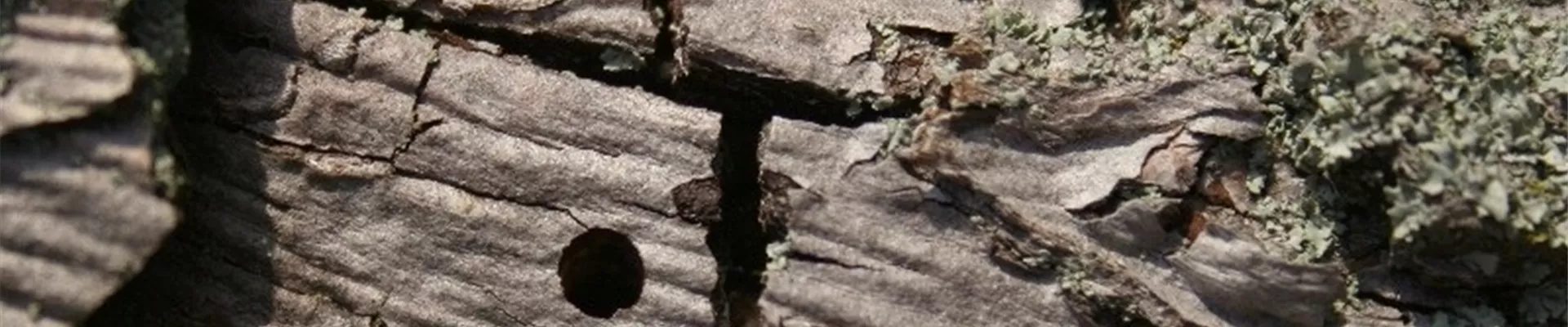 birnenprachtkaeferbohrloch1-800x600.jpg birnenprachtkaeferbohrloch1-800x600.jpg