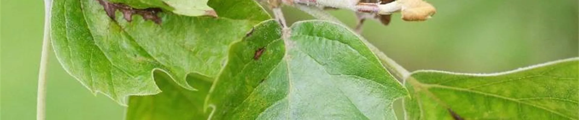 platanus_blattbraeune1-800x600.jpg