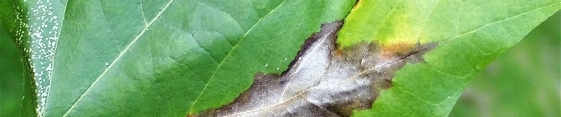 platanusblattbraeune1-800x600.jpg