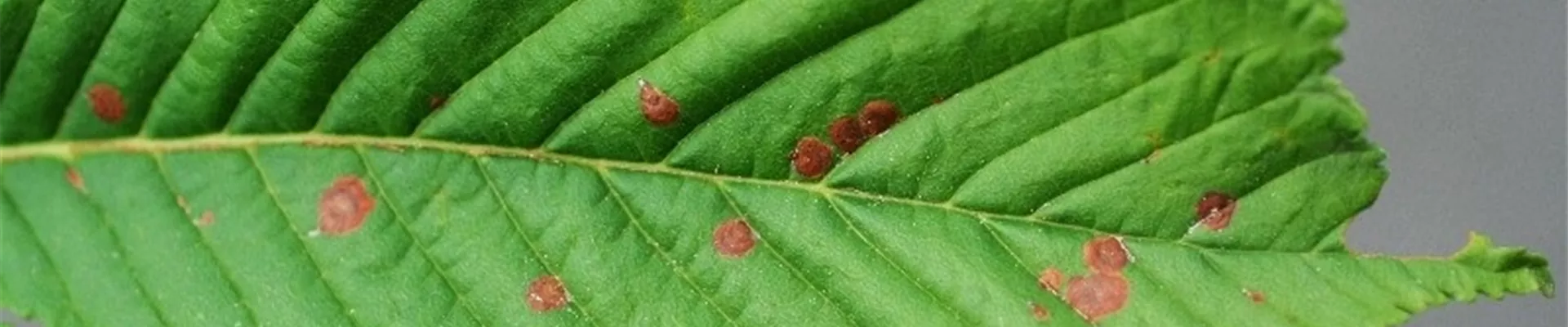 aesculusblattbraeune1-800x600.jpg