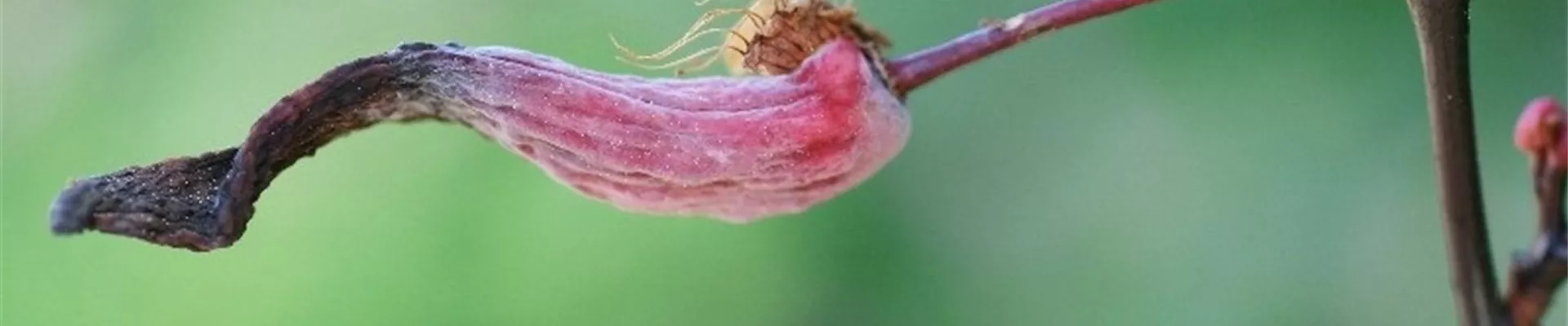 prunuscerasiferataphrinafrucht1-800x600.jpg