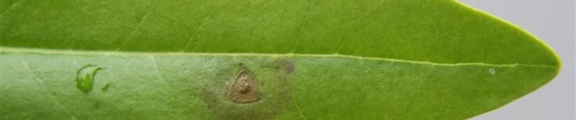 ligustrumblattflecken2-800x600.jpg