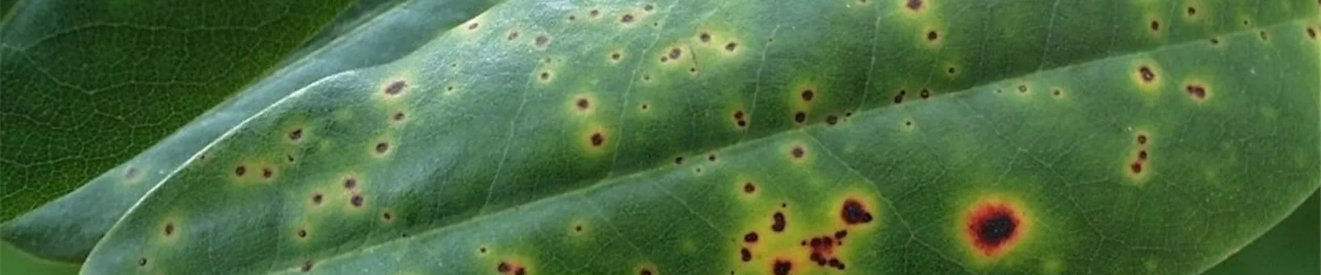 rhododendronblattflecken1-800x600.jpg
