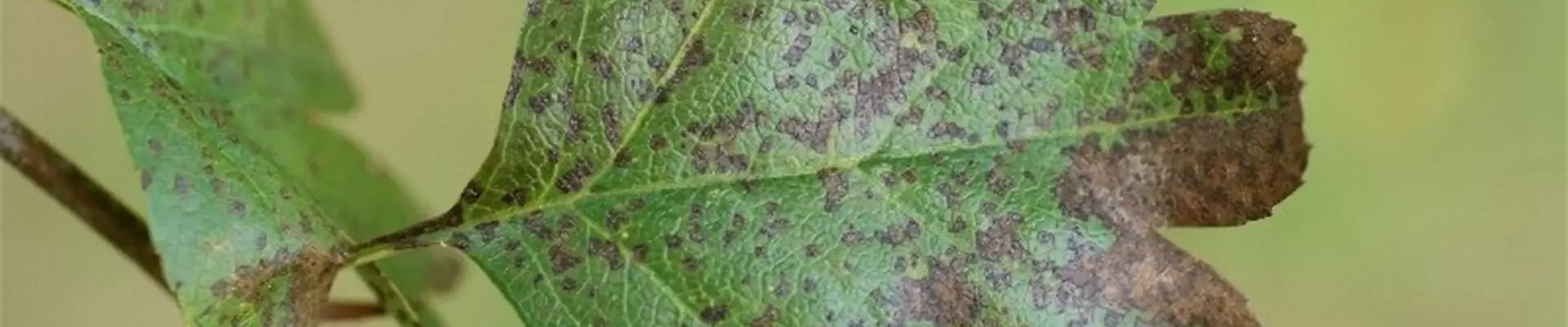 crataegusblattflecken2-800x600.jpg