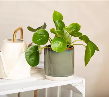 Mit einem Giessanzeiger das richtige Mass bei der Pflanzenpflege finden