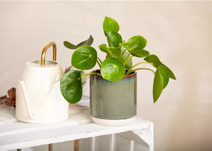 Mit einem Giessanzeiger das richtige Mass bei der Pflanzenpflege finden