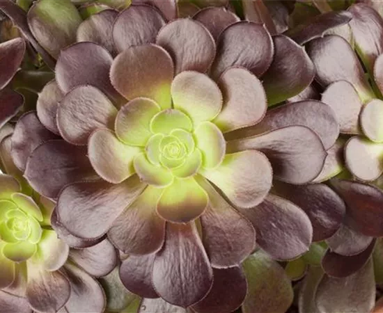 Aeonium arboreum 'Velours'