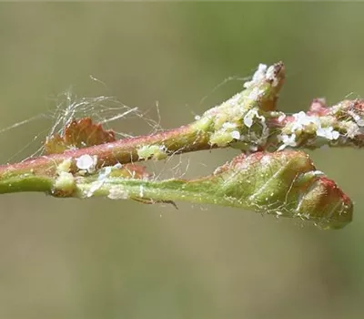 Blattsauger oder Blattfloh an Weissdorn