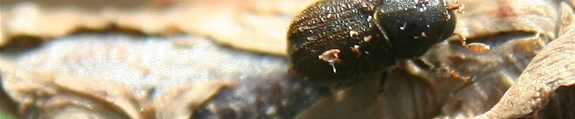 thujaborkenkaeferadult1-800x600.jpg