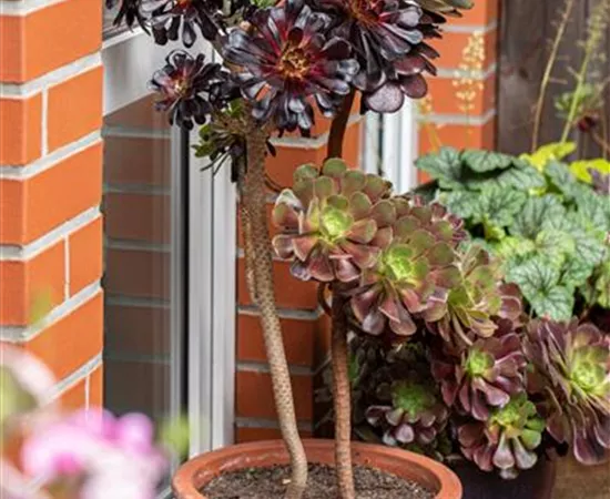 Aeonium arboreum 'Foliis purpureis'