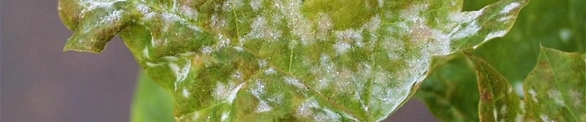 acerechtermehltau1-800x600.jpg