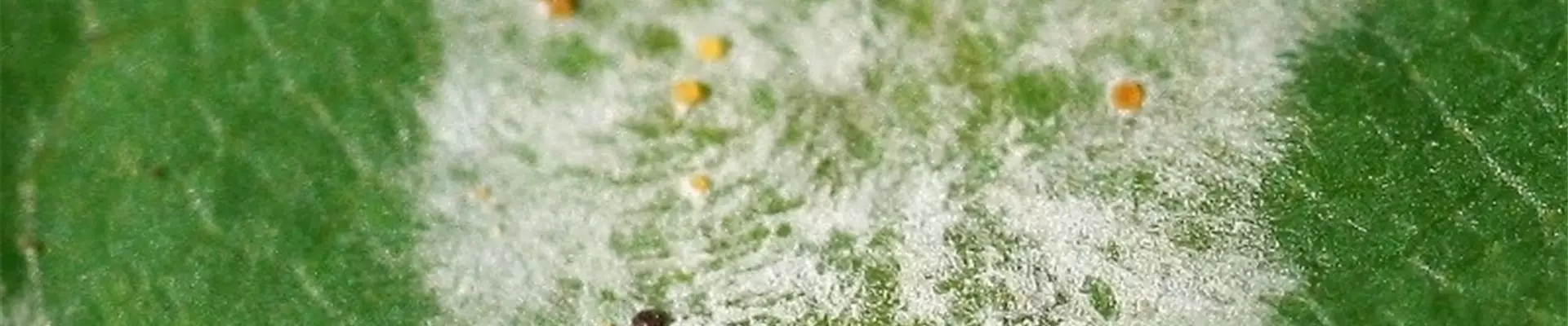 acerechtermehltaufruchtkoerper1-800x600.jpg