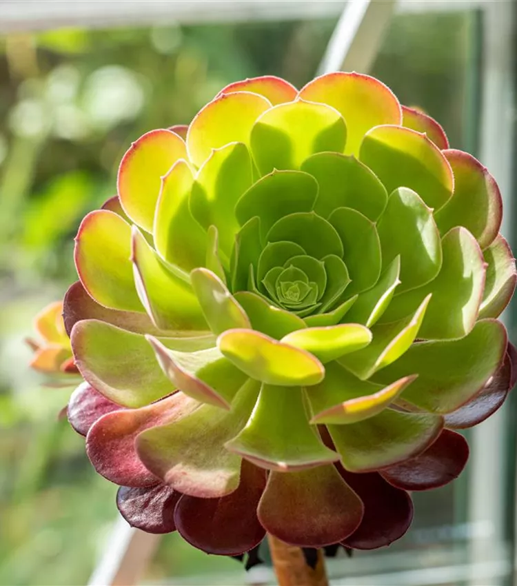 Aeonium arboreum, Aeonium | RICOTER Erdaufbereitung AG