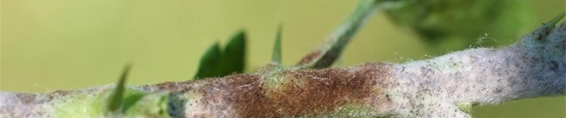 stachelbeeremehltautrieb1-800x600.jpg