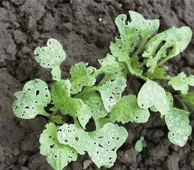 Erdflöhe an Rettich und Radieschen