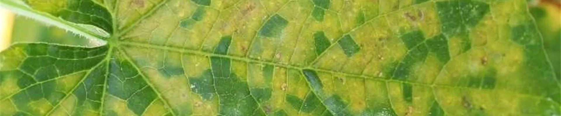 gurkefalschermehltau1-800x600.jpg