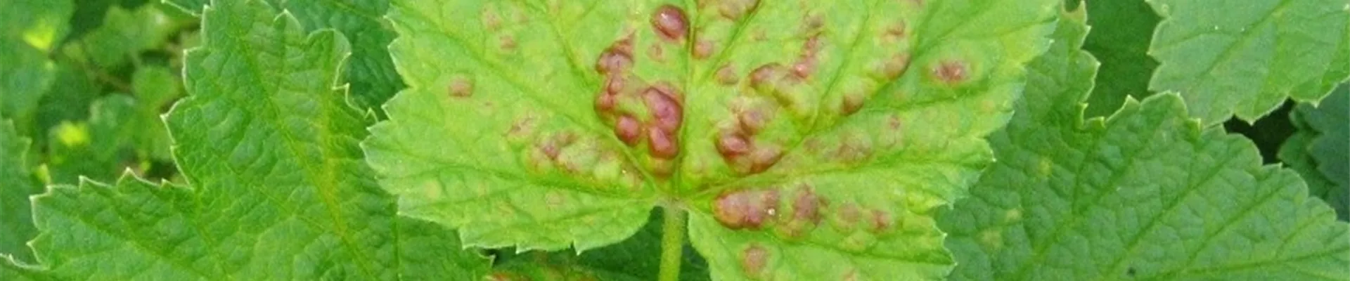 johannisbeereblasenlausschadbild1-800x600.jpg