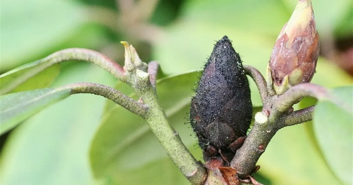 Knospensterben an Rhododendron | RICOTER Erdaufbereitung AG