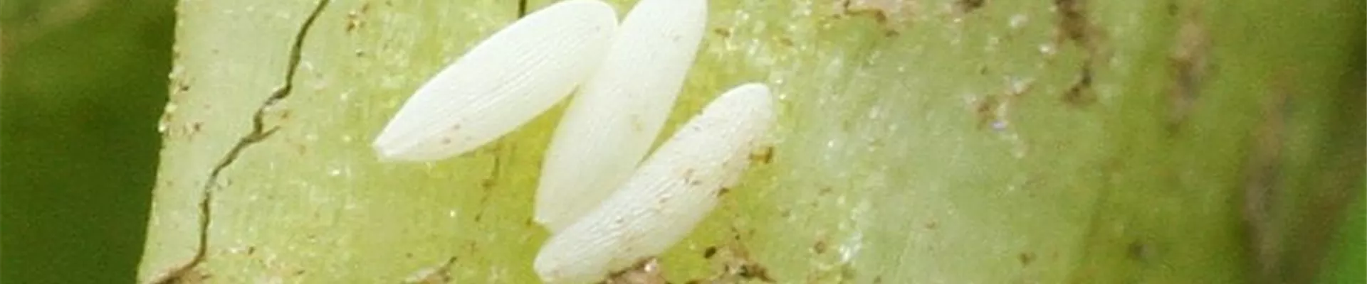 kohlfliege_eier1-800x600.jpg