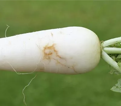 Kohlfliege an Radieschen und Rettich