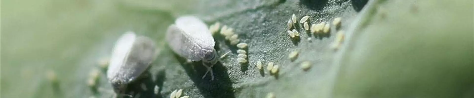 kohlmottenschildlaus_kohlrabi1-800x600.jpg