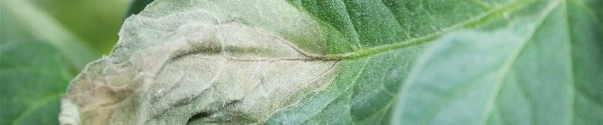 tomatephytophthorablatt1-800x600.jpg