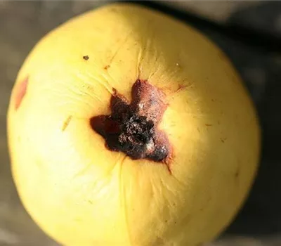 Lagerfäulen an Äpfeln