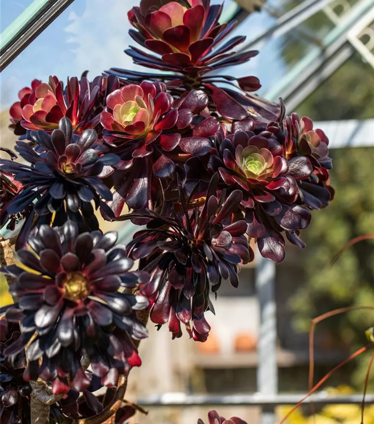 wildblumen saatgut kaufen BIO Wildblumen Saatgut – Vom Reiter