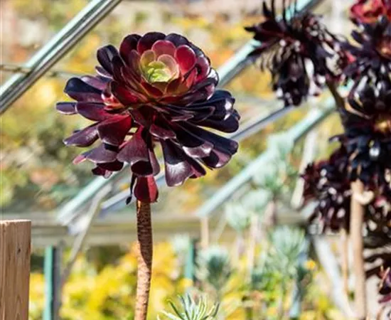 Aeonium arboreum 'Zwartkop'