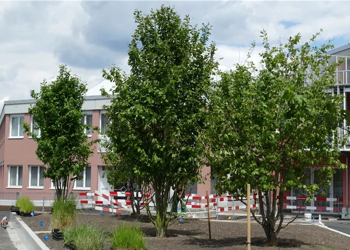 Baumpflanzung Baumpflanzung