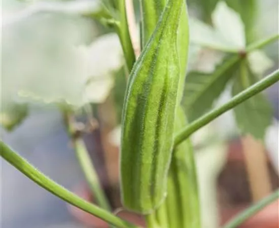 Abelmoschus esculentus